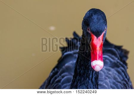 black swan swimming on a pool nature background