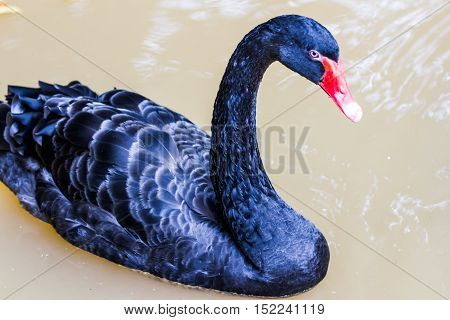 black swan swimming on a pool for nation background