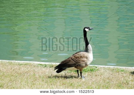 Canadian Goose