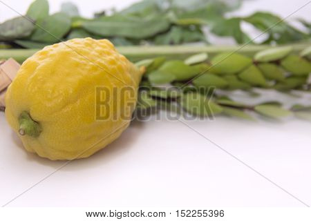 Lulav bunch of branches green branches yellow etrog