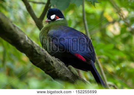 Hartlaub's turaco (Tauraco hartlaubi). Wildlife animal. 