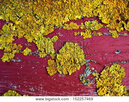 Lichen fungus growing on a red wooden board