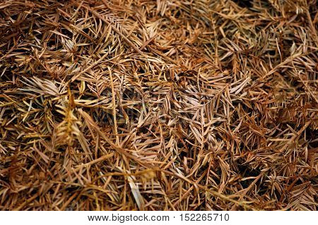 Forest carpet of fallen dry twigs of conifers