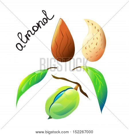 Vector botanical composition with an isolated almond nut almond nutshell and leaves. Perfect design for label recipe logo cooking oil label chocolate or ice cream cover biology book or poster