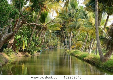 India Coco trees reflection at back waters of Kerala