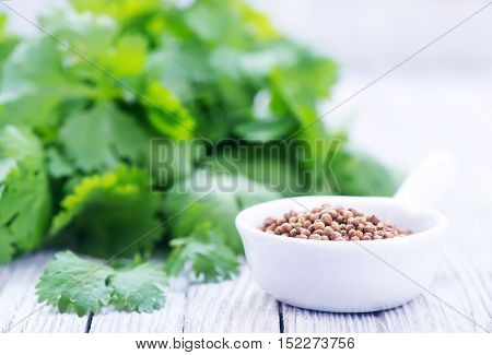 Coriandre