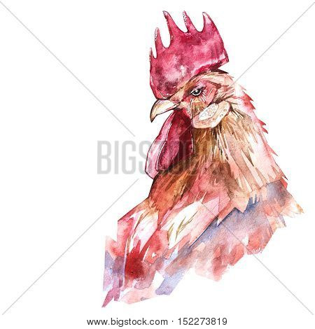 Beautiful colorful and bright watercolor rooster. Hand drawn illustration for your graphic design. Cock - Symbol of New Year 2017. Hand lettering