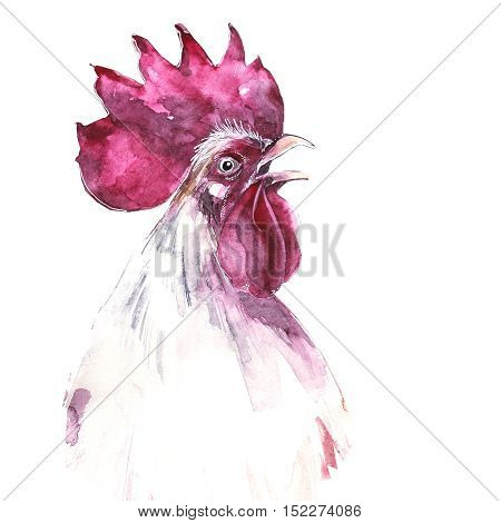 Beautiful colorful and bright watercolor rooster. Hand drawn illustration for your graphic design. Cock - Symbol of New Year 2017. Hand lettering