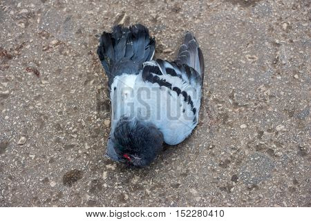 Dead pigeon on the road. Dead pigeon lying on the asphalt road
