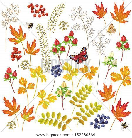 Set of autumn colorful floral elements and berries. Yellow orange red leaves and flying bumblebee and butterfly isolated on white.