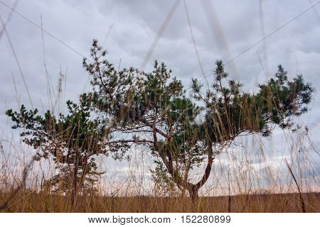 Lone Pine in the field. Pine stands in dry grass