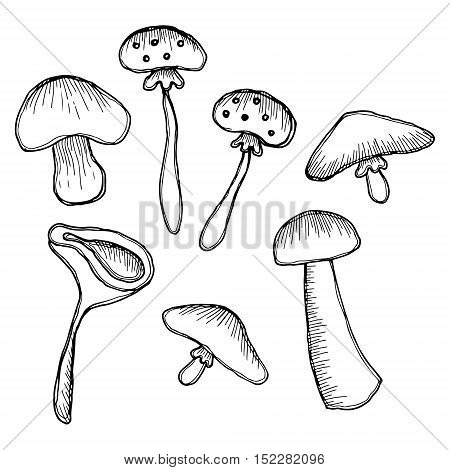Vector Graphic Hand Drawn Illustration