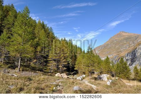 path going in a forest of larches in alpine mountain