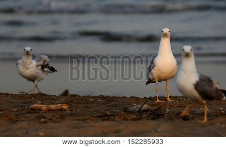 Seagulls At The Beach In Summer