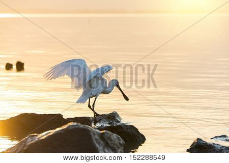 Black-faced Spoonbill