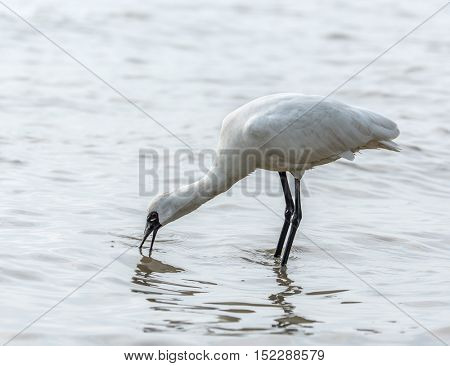 Black-faced Spoonbill