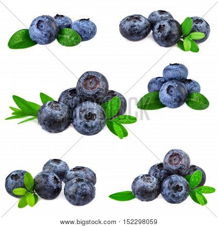 Blueberries set collection. Fresh blueberry isolated on white background.