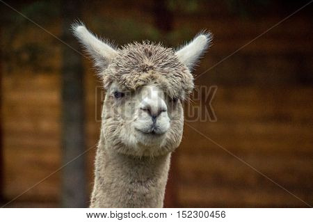 Colorful photograph of an Alpaca with wild, messy, funny hair.