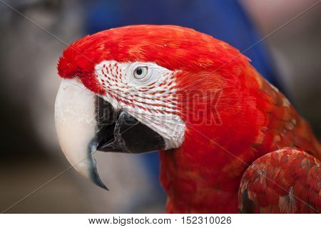 Green-winged macaw (Ara chloropterus), also known as the red-and-green macaw. Wildlife animal. 