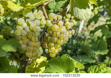 Green Vineyards In Autumn Ready For Harvest In Trittenheim