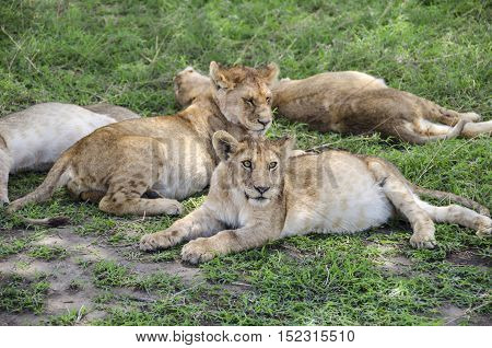 Jung lions sleeping on the grass in Ngorongoro in Tansania