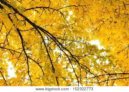 Autumn Fall Season Seasonal Leaves Changing Yellow Background Detail Texture Isolated White Orange G