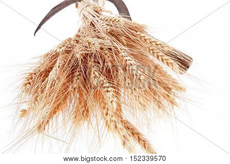 bunch of mown wheat ears with vintage handmade reaper hook sickle isolated on white background