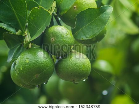 Fresh unripe lemon with leaves and water drop.