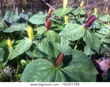 A group of trillium (Trillium luteum) growing at an arboretum in Tennessee