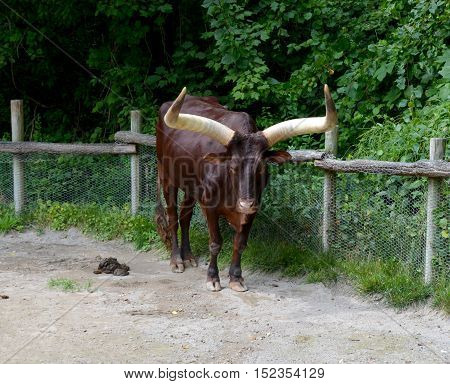 African bull in caged in area in zoo