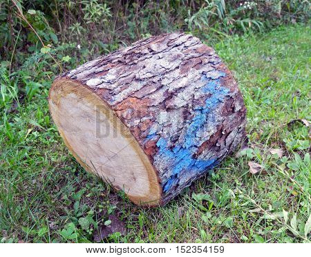 Wood marked for lumberjack for cutting down