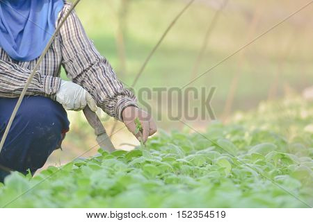 Tobacco farmers in the Upper East region.