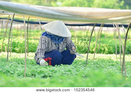 Tobacco farmers in the Upper East region.