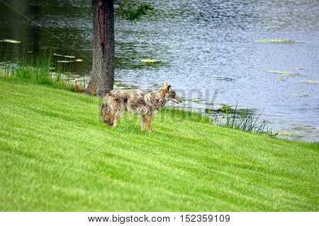 A wild coyote (Canis latrans) stands beside the shore of a small lake in the Wesmere Country Club subdivision of Joliet, Illinois during May.