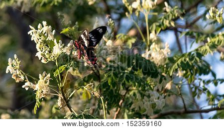 excellent colorful butterfly on a white flower.