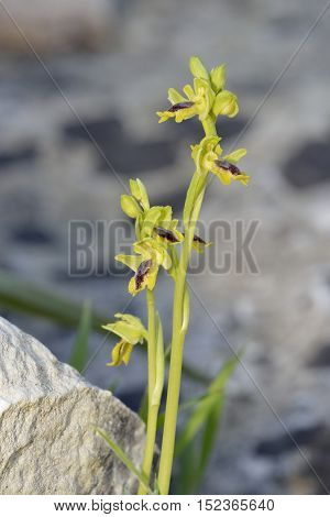 Ophrys lutea galilaea Subspecies of Yellow Bee Orchid from Cyprus