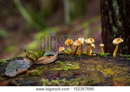 Amanita verna bad mushrooms in the forest Canada British Columbia