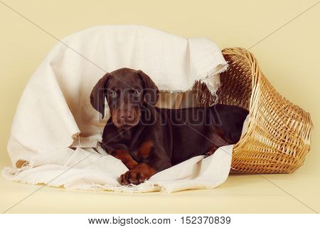Beautiful purebred brown Doberman puppy is lying on a beige background with a basket and fabrics