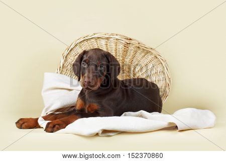 Beautiful purebred brown Doberman puppy is lying on a beige background with a basket and fabrics