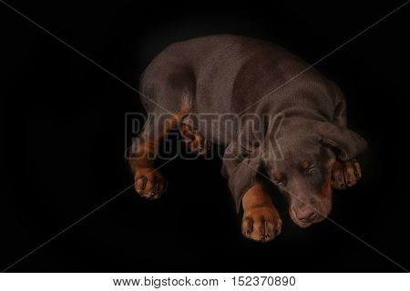 Little brown Doberman puppy sleeping sweetly on a black background his head