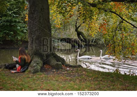 Picturesque autumn park. The girl in a bright red scarf sits having leant against a trunk of the big tree. She carefully reads his notes. Swans swim in the pond. Water reflects autumn trees.