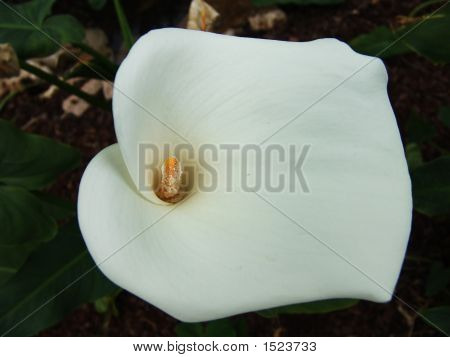 Calla