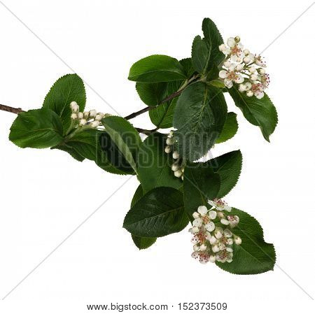thornapple blossoming branch isolated on white background