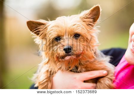 Yorkie being hold by dog mama