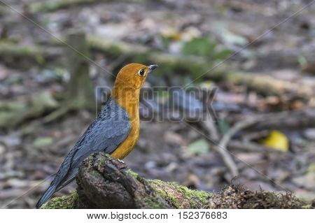 Orange-headed Thrush(Geokichla citrina)non-breeding bird visitor in ThailandKhao yai National park