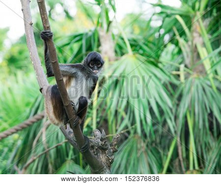 Spider monkey on a tree