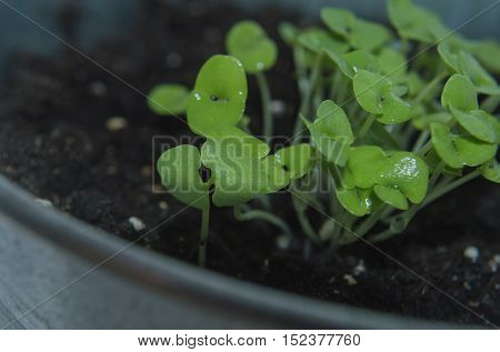 basil sprouts, that are growing on the windowsill in flower pot
