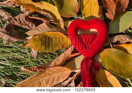 small red heart with bow on autumn leaves-sun rays like