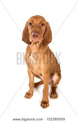 Hungarian Vizsla Pointer Puppy dog portrait in studio sitting.