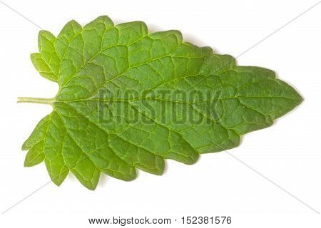 of lemon balm leaf isolated on white background.